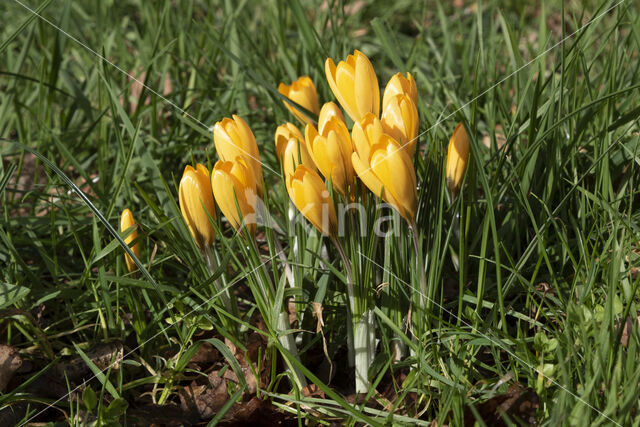 Yellow Crocus (Crocus ancyrensis)