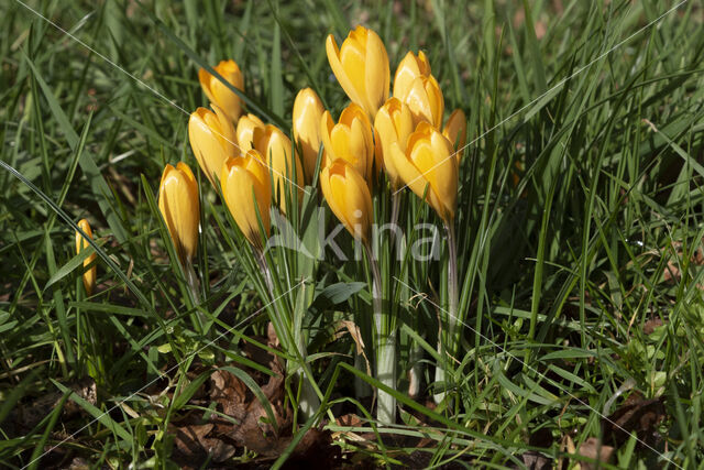 Yellow Crocus (Crocus ancyrensis)