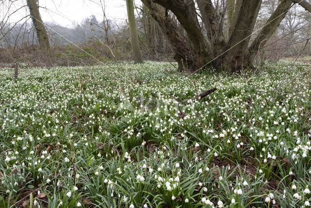 Lenteklokje (Leucojum vernum)