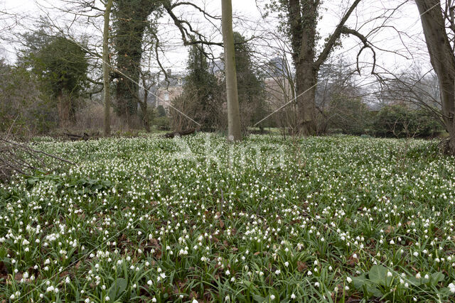 Lenteklokje (Leucojum vernum)