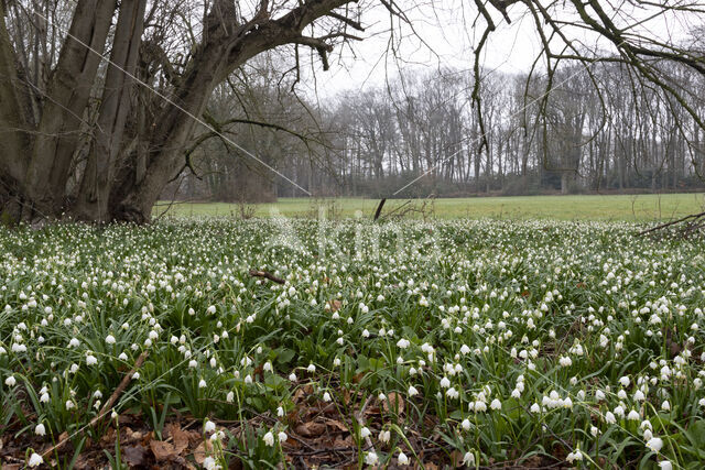 Spring Snowflake (Leucojum vernum)