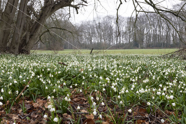 Spring Snowflake (Leucojum vernum)