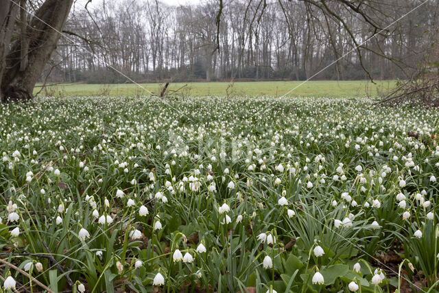 Lenteklokje (Leucojum vernum)