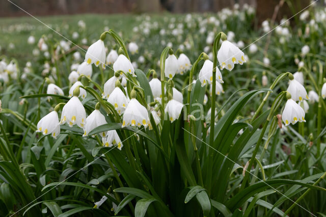 Lenteklokje (Leucojum vernum)