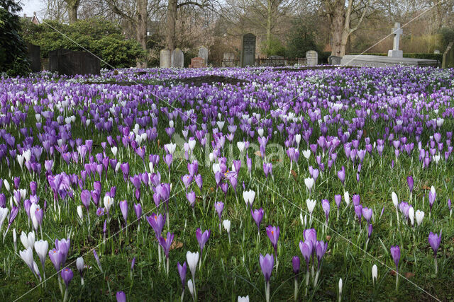 Dutch Crocus