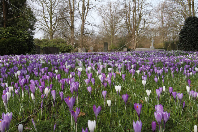 Dutch Crocus