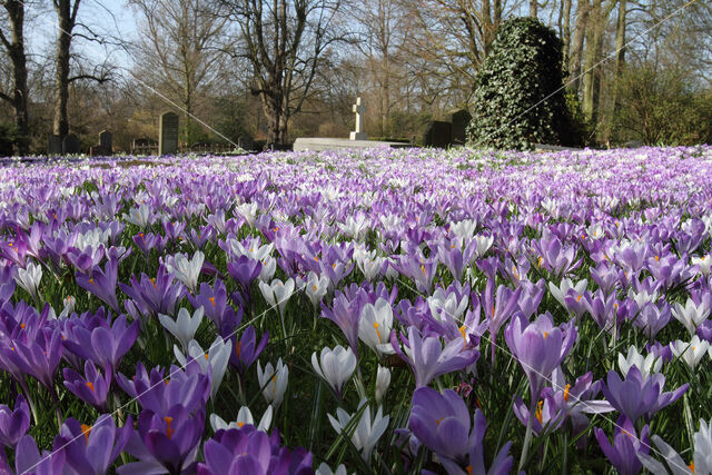 Bonte krokus (Crocus vernus)