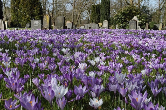 Dutch Crocus