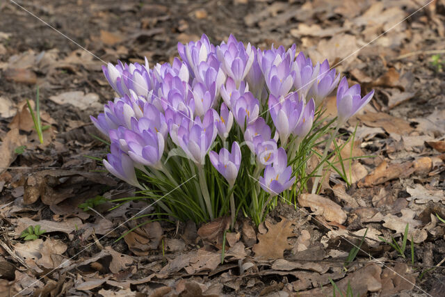 Early Crocus (Crocus tommasinianus)