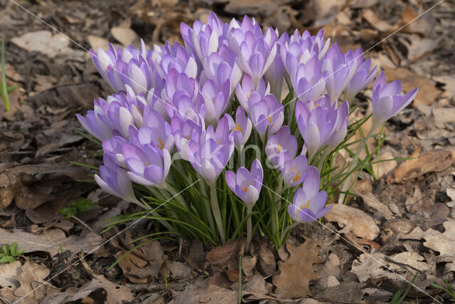 Early Crocus (Crocus tommasinianus)