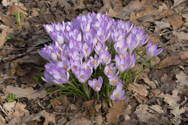 Boerenkrokus (Crocus tommasinianus)