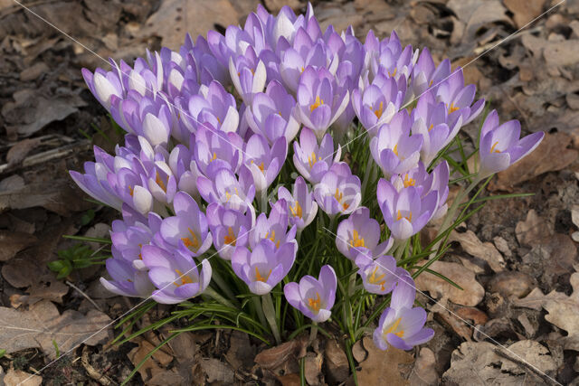 Early Crocus (Crocus tommasinianus)