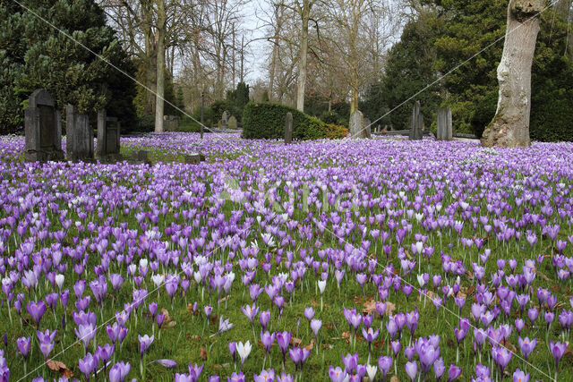 Bonte krokus (Crocus vernus)