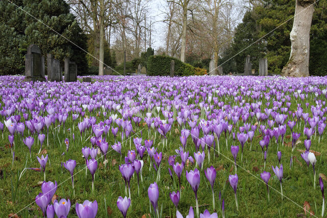 Bonte krokus (Crocus vernus)