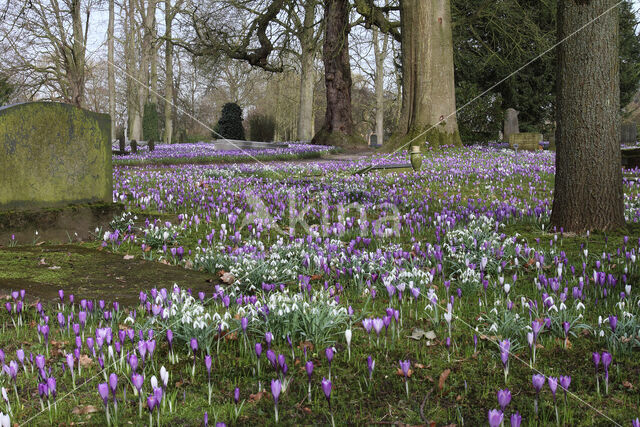 Bonte krokus (Crocus vernus)