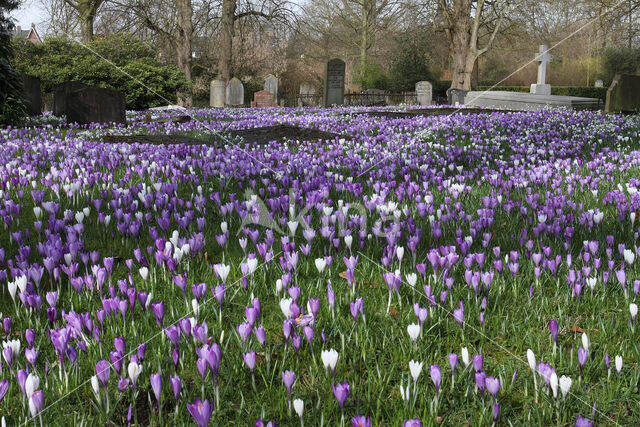 Bonte krokus (Crocus vernus)