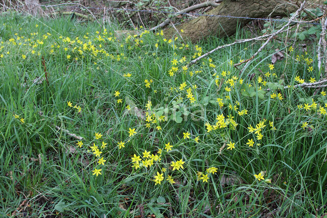 Schedegeelster (Gagea spathacea)