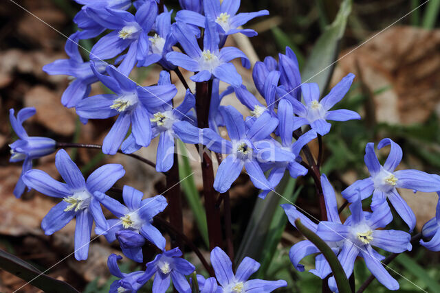 Kleine sneeuwroem (Scilla sardensis)