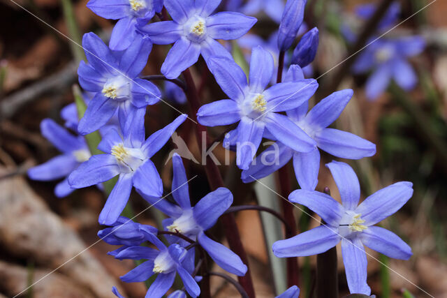 Kleine sneeuwroem (Scilla sardensis)