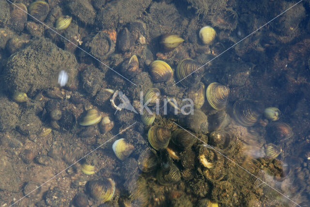 Asian Clam (Corbicula fluminea)