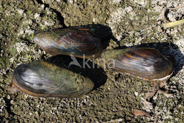 Painter's Mussel (Unio pictorum)