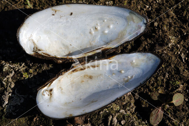 Painter's Mussel (Unio pictorum)