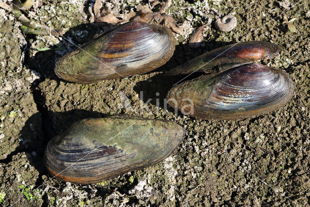 Painter's Mussel (Unio pictorum)