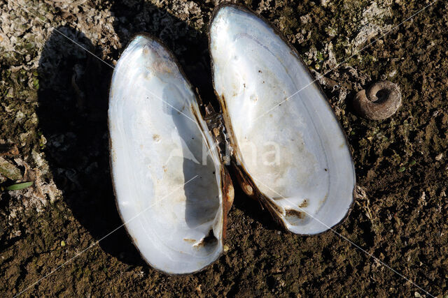 Painter's Mussel (Unio pictorum)