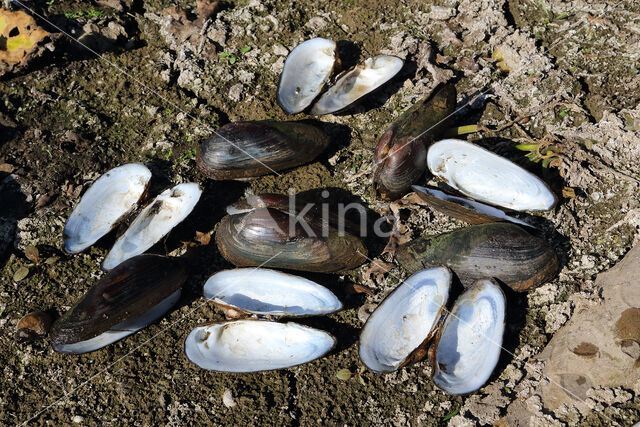 Painter's Mussel (Unio pictorum)