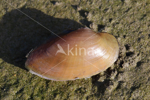 Painter's Mussel (Unio pictorum)