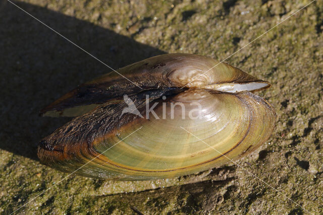 Schildersmossel (Unio pictorum)