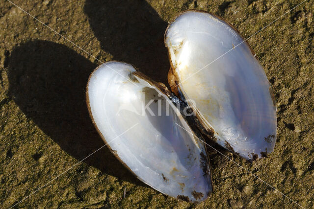 Painter's Mussel (Unio pictorum)