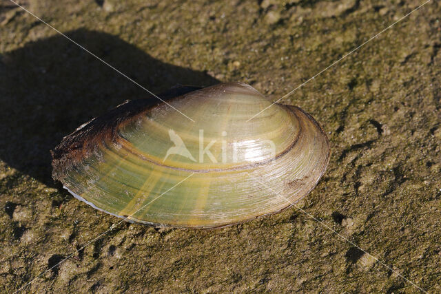 Painter's Mussel (Unio pictorum)