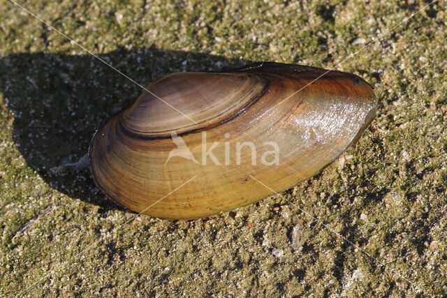 Painter's Mussel (Unio pictorum)