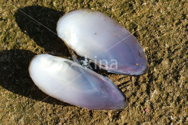 Painter's Mussel (Unio pictorum)