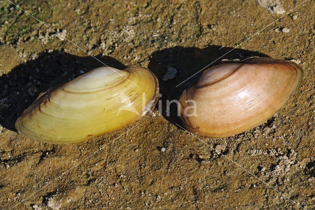 Painter's Mussel (Unio pictorum)