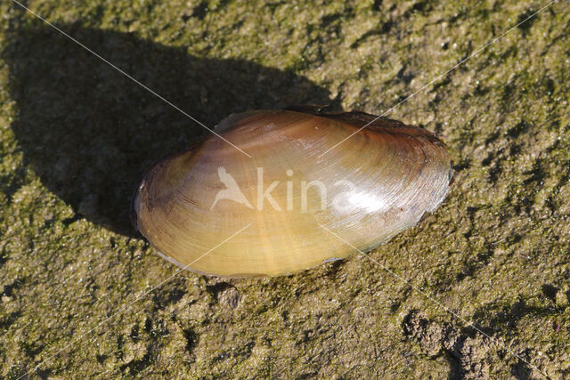 Painter's Mussel (Unio pictorum)