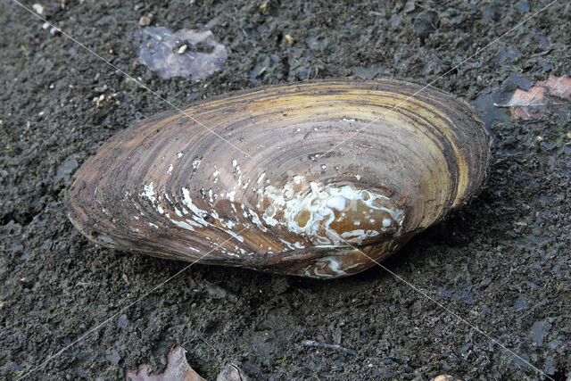 Zwanenmossel (Anodonta cygnea)