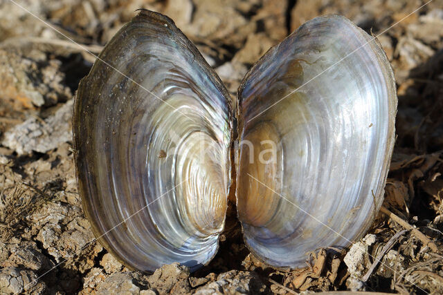 Swan Mussel (Anodonta cygnea)