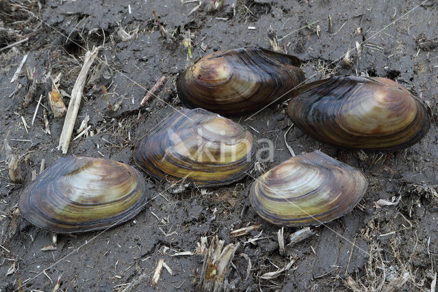 Zwanenmossel (Anodonta cygnea)