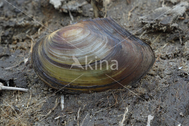 Zwanenmossel (Anodonta cygnea)