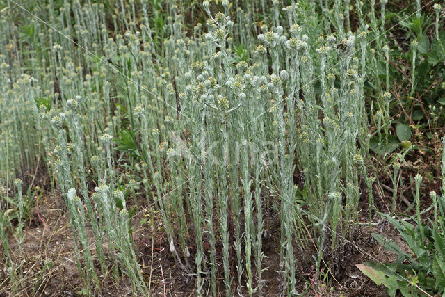 Common Cutweed (Filago vulgaris)