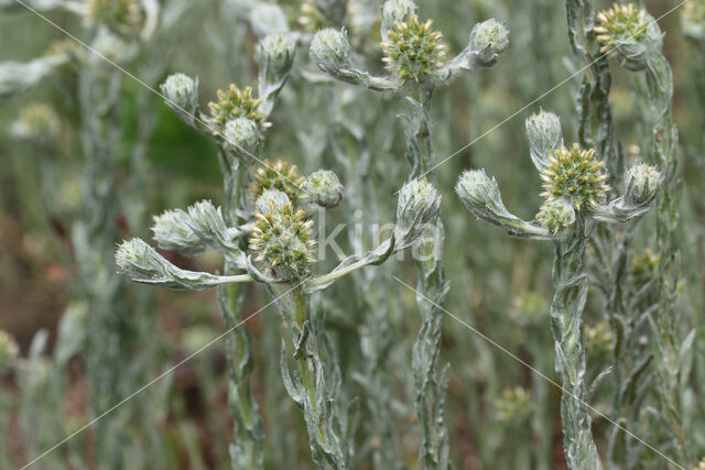 Common Cutweed (Filago vulgaris)