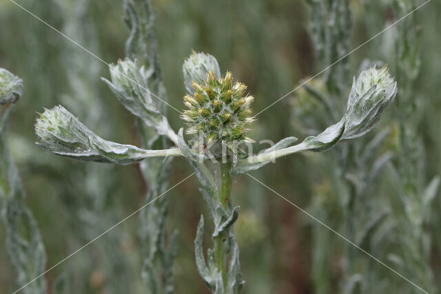 Common Cutweed (Filago vulgaris)