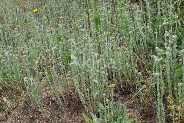 Common Cutweed (Filago vulgaris)