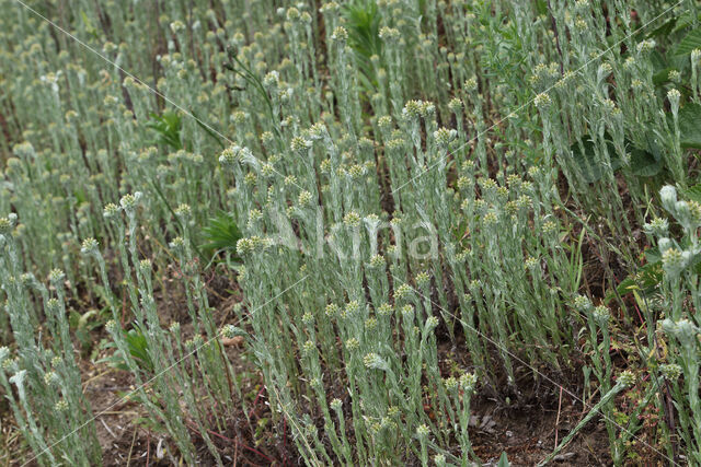 Common Cutweed (Filago vulgaris)