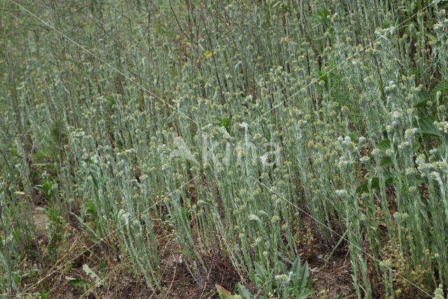 Common Cutweed (Filago vulgaris)