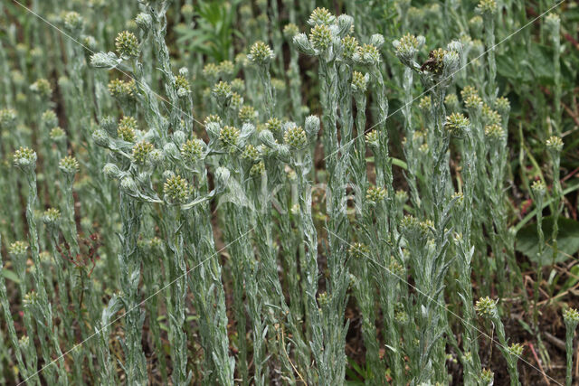 Common Cutweed (Filago vulgaris)