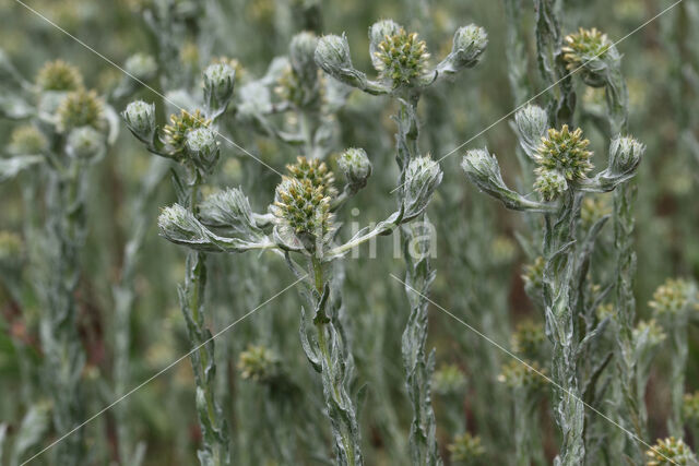 Common Cutweed (Filago vulgaris)