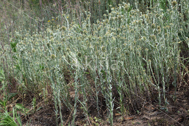 Common Cutweed (Filago vulgaris)